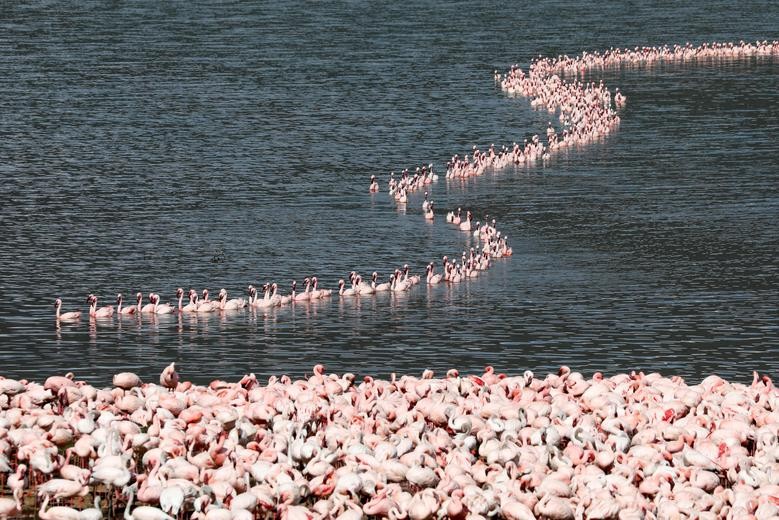 A flamboyance of flamingos crowds together in Lake Bogoria, in Baringo County, Kenya. REUTERS/Baz Ratner    